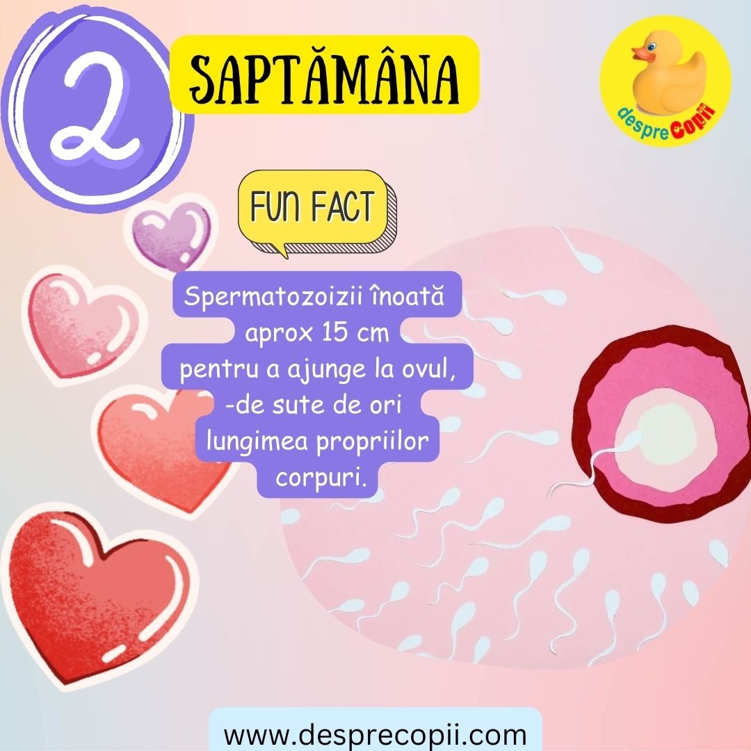 saptamana 2 de sarcina