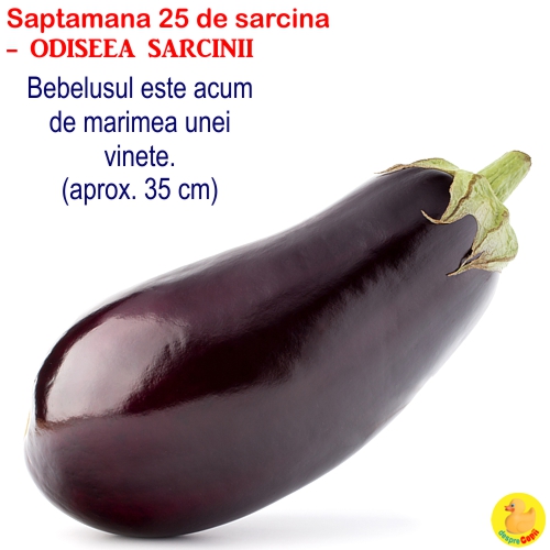 Dimensiunea fatului in saptamana 25 de sarcina