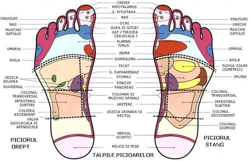 talpi reflexoteraptie