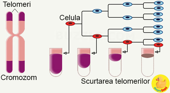telomeri