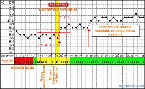 La cate zile de la ovulatie se instaleaza sarcina