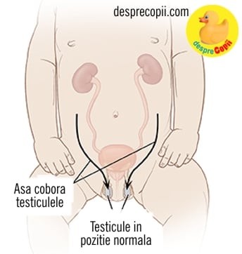 testicule bebelus