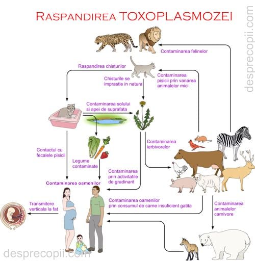 toxoplasmoza