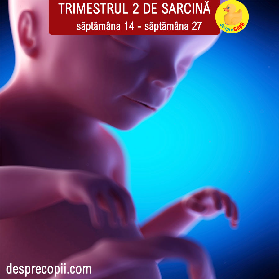 trimestrul_2_sarcina