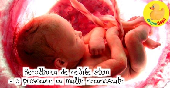 Recoltarea de celule stem – o provocare cu multe necunoscute