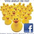 Desprecopii.com pe Facebook