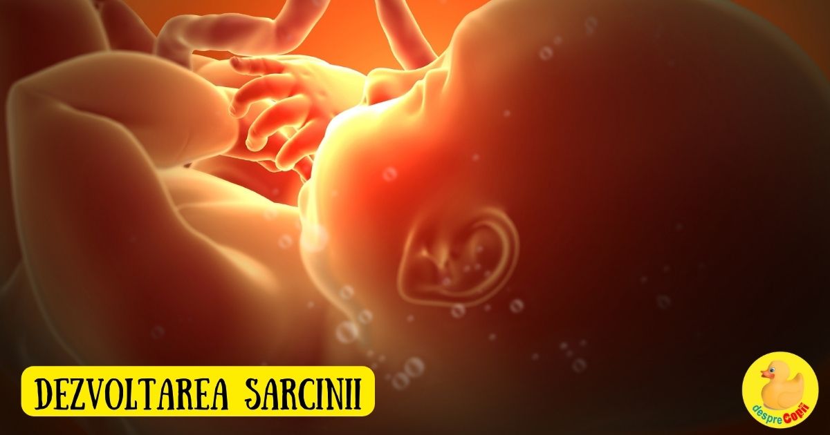 Minunea vietii din uterul unei femei. Iata cum are loc dezvoltarea sarcinii in cele 40 de saptamani de sarcina width=