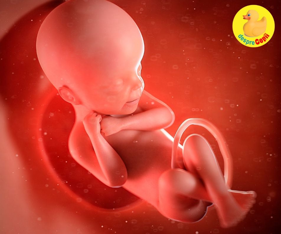 Evoluția sarcinii: bebelușii plutesc în uter încă din prima săptămână de viață