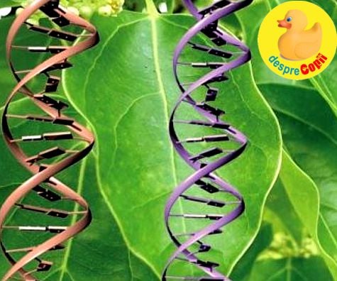 Ce fel de gene vegetale ai putea avea