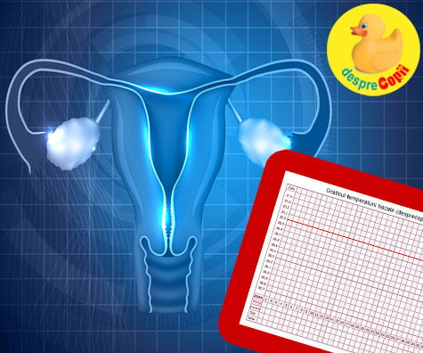 Diagrama ciclului menstrual te poate ajuta sa ramai insarcinata mai repede - iata cum