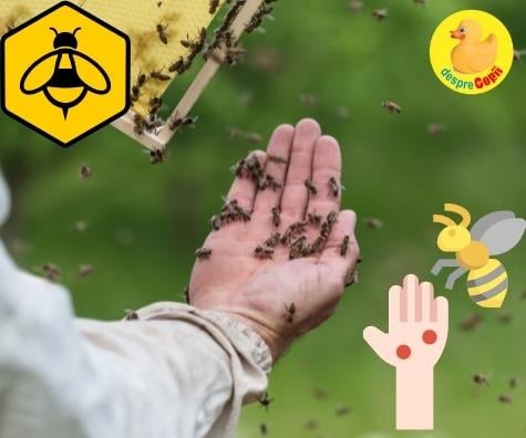 Intepatura de albina sau viespe: iata ce e de facut si ce riscuri sunt