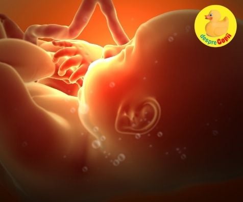GHIDUL lichidului amniotic in timpul sarcinii. Calculul indicelui de lichid amniotic - in functie de trimestru