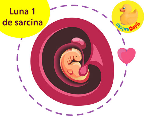 Luna 1 de sarcina -  ce se intampla cu tine si de ce trebuie sa fii precauta