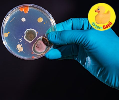 Bacteriile bune din colon și rolul lor in stimularea imunității