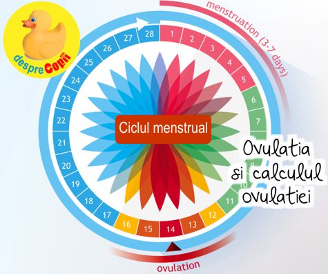 Ovulatia si calculul ovulatiei prin metoda calendarului - informatii cheie daca iti doresti un copil: CALCULATOR