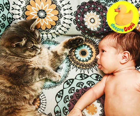 Cum facem cunostință pisicii cu nou-născutul și cum ne asigurăm că știe regulile