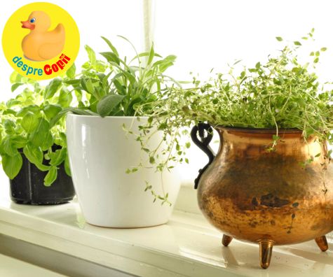 Plante aromatice care pot fi daunatoare pentru mama si copil in timpul alaptarii