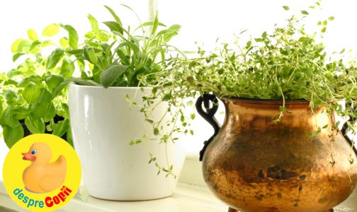 Plante aromatice care pot fi daunatoare pentru mama si copil in timpul alaptarii
