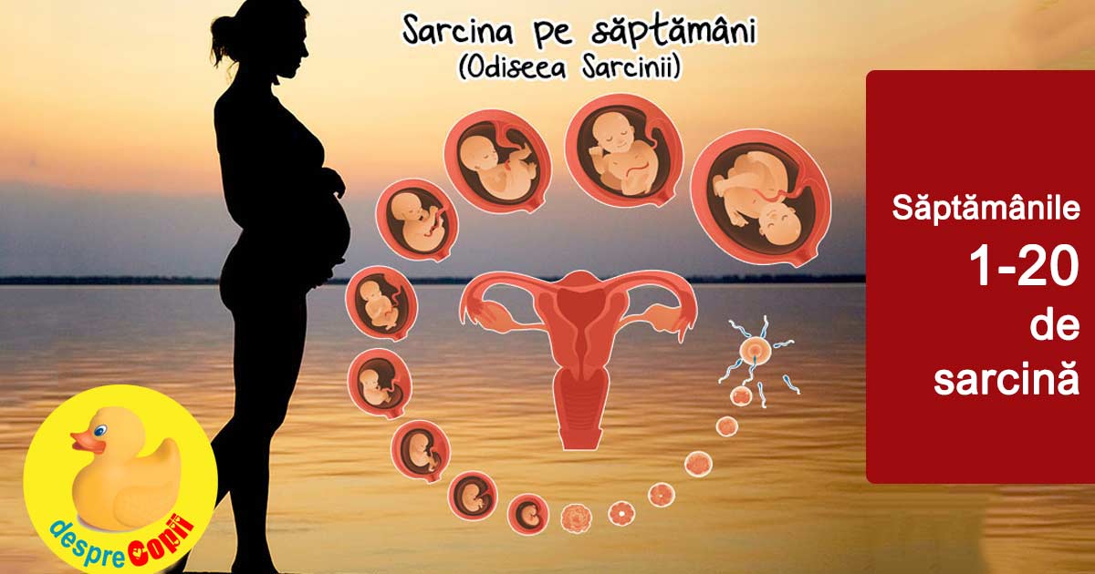 Sarcina pe saptamani -  de la saptamana 1 pana la saptamana 20 width=