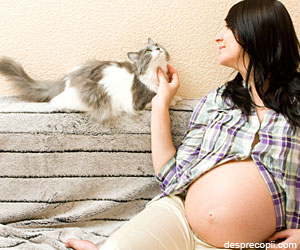 Despre gravidute si pisici